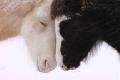 Click for detailed review of RETURN OF THE HORSE