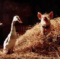 Click for detailed review of BABE: PIG IN THE CITY (HDNET-2012)