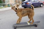 Dog on Skateboard