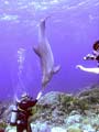 Dolphin Academy
